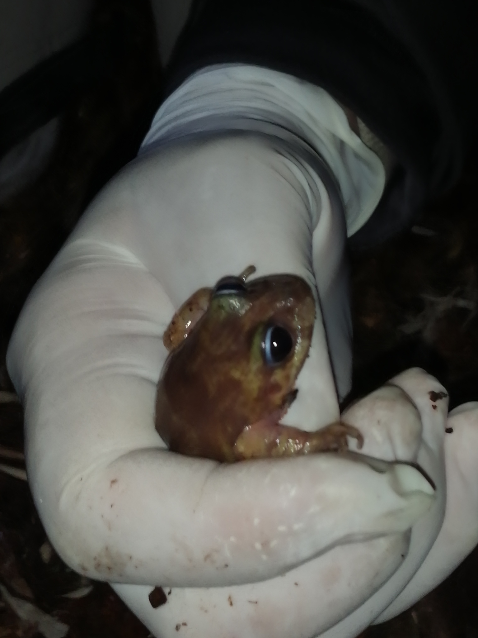 Eupsophus emiliopugini Formas, 1989