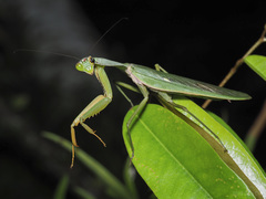 Rhombodera
