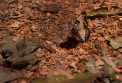 Cymothoe alcimeda alcimeda