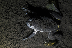 Xenopus muelleri