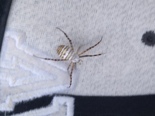 Banded Garden Spider