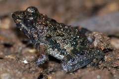 Phrynobatrachus