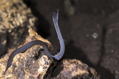 Boaedon fuliginosus