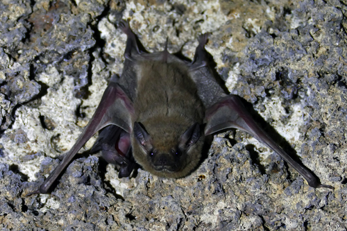 Coleura afra
