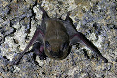 Coleura afra