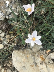 Crocus cambessedesii