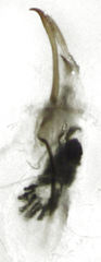 Hypurus bertrandi
