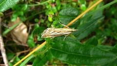 Catoptria combinella