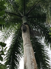 Roystonea borinquena