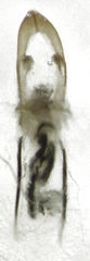 Hypurus bertrandi