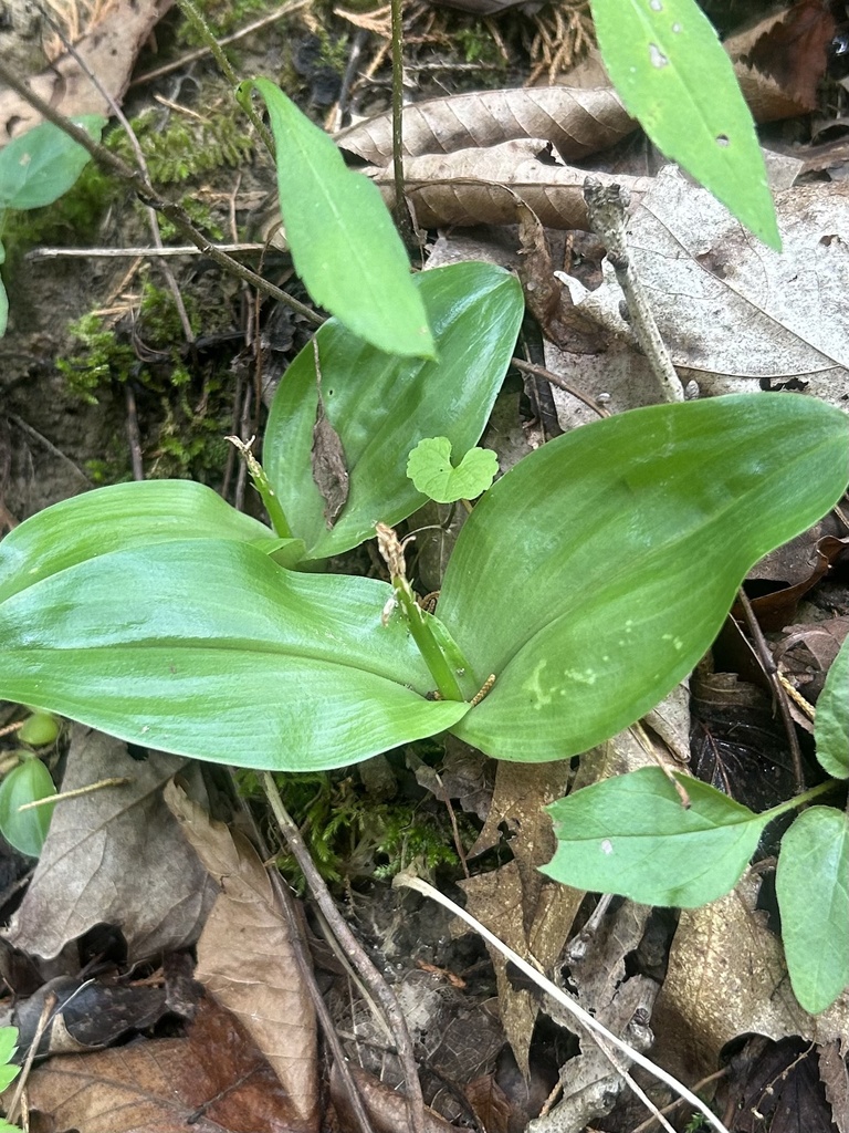 large twayblade from Cynthiana, KY, US on June 30, 2023 at 01:34 PM by ...