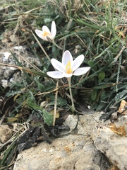 Crocus cambessedesii