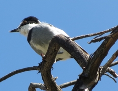 Lanioturdus torquatus