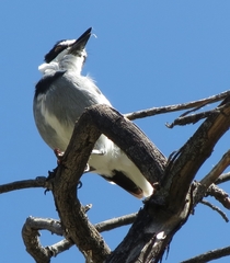 Lanioturdus torquatus