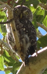 Glaucidium perlatum licua