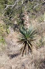 Yucca madrensis