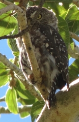 Glaucidium perlatum licua