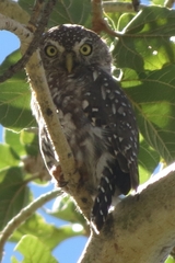 Glaucidium perlatum licua