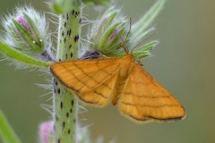 Idaea aureolaria