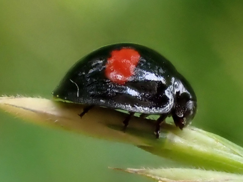 Kidney-spot Ladybird, photo 3 of 7