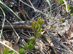 Gerrhosaurus flavigularis