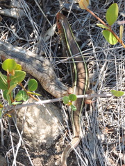 Gerrhosaurus flavigularis