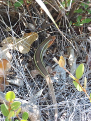 Gerrhosaurus flavigularis