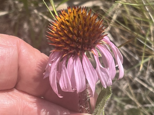 narrow-leaved purple coneflower