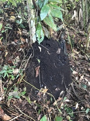 Nasutitermes corniger