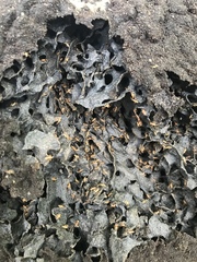 Nasutitermes corniger