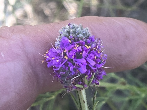 purple prairie clover