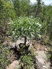 Cussonia paniculata sinuata