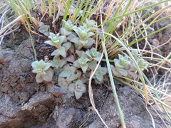 Crassula setulosa setulosa