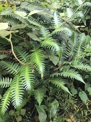 Cyathea horrida
