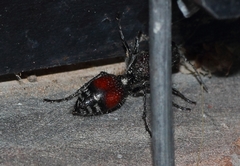 Stenomutilla eurydice