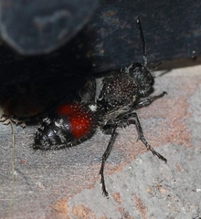 Stenomutilla eurydice