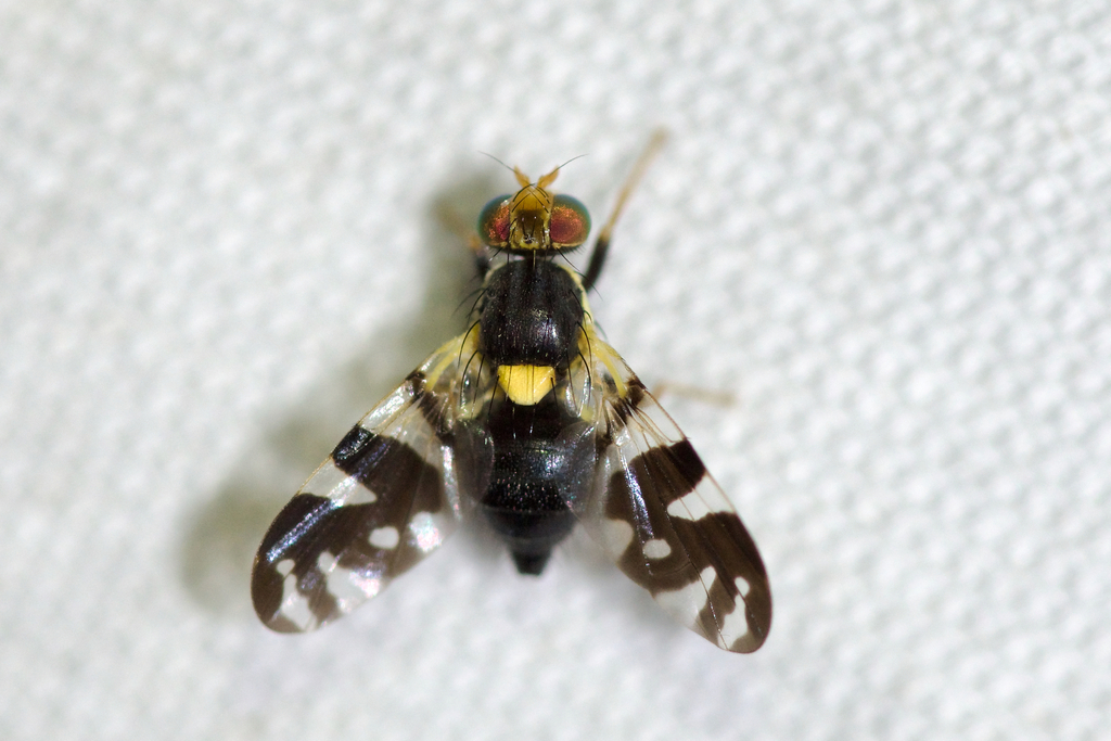 black cherry fruit fly