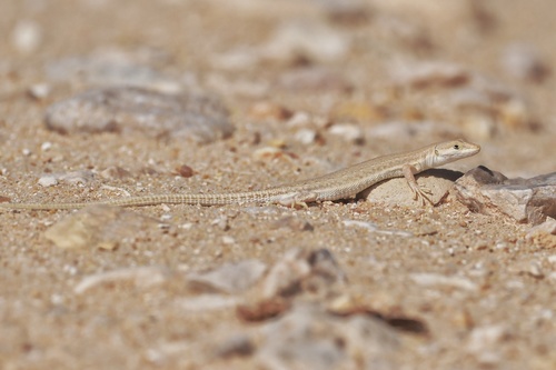 Acanthodactylus boskianus asper