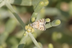 Hellula