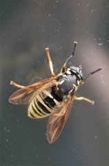 Temnostoma excentrica