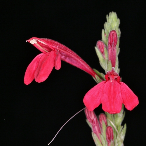 Justicia lanstyakii Rizzini