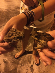 Rhinella marina