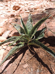 Ledebouria luteola