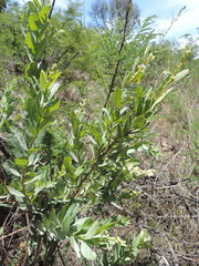 Ozoroa paniculosa