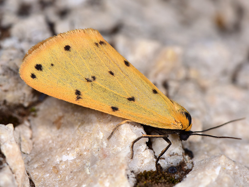 Dew Moth