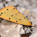 Dew Moth - Photo (c) Paolo Mazzei, some rights reserved (CC BY-NC), uploaded by Paolo Mazzei