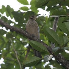 Philemon diemenensis