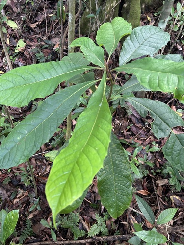 Meliosma herbertii