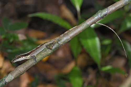 Bahoruco Long-snouted Anole