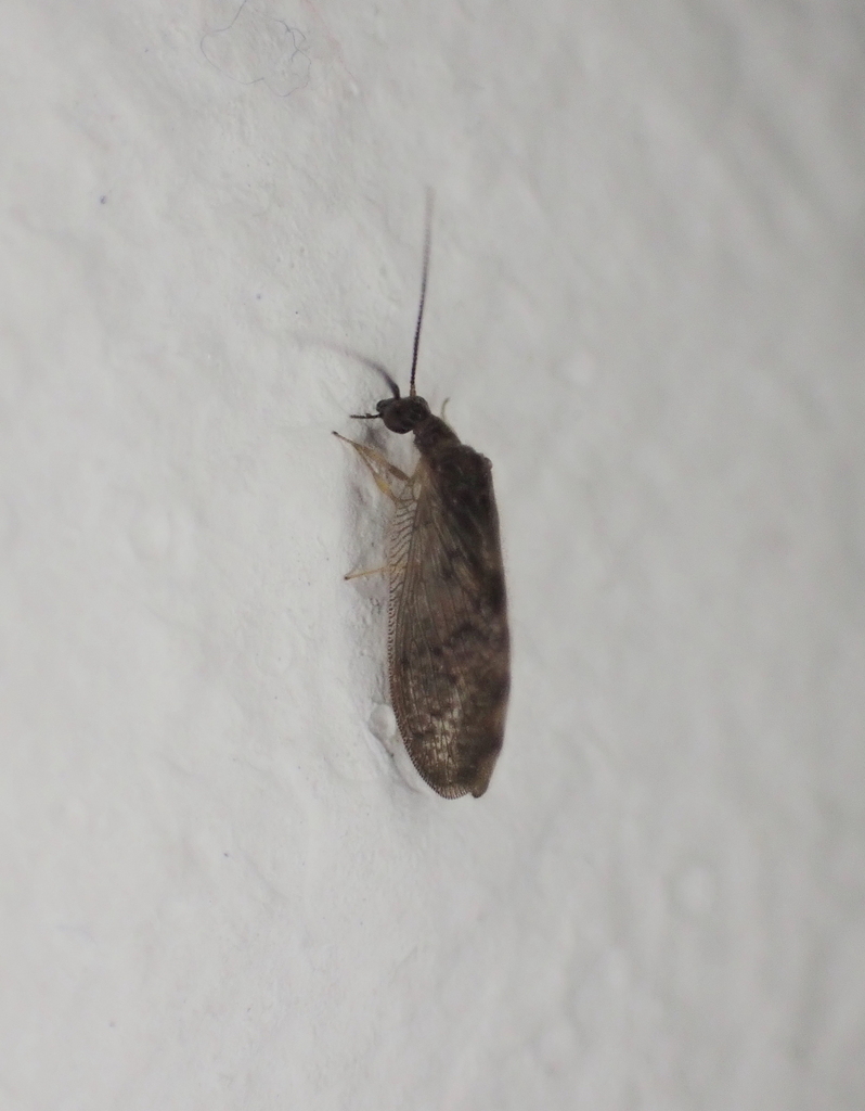Sympherobius elegans
